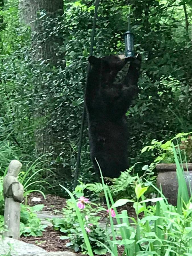 Valle Crucis Lazy Bear Lodge المظهر الخارجي الصورة